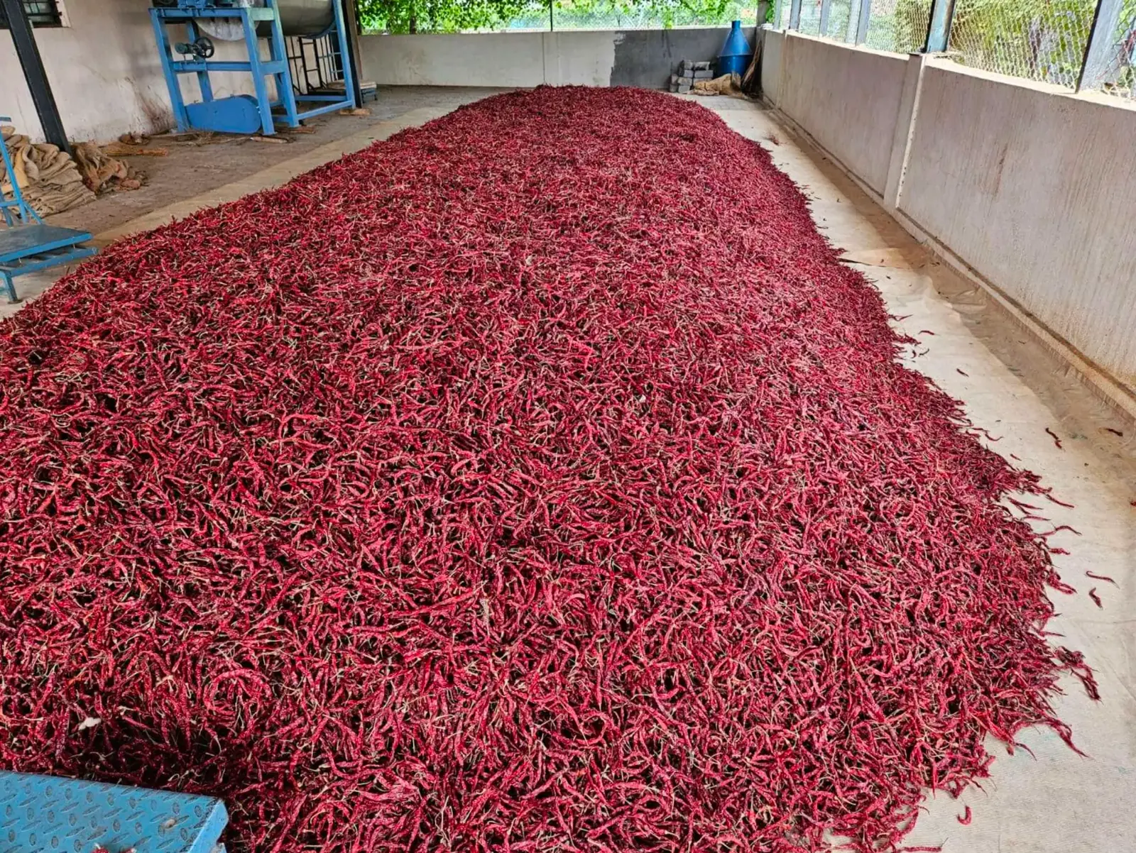 Chillies resting under a covered shed adjacent to the grinding line
