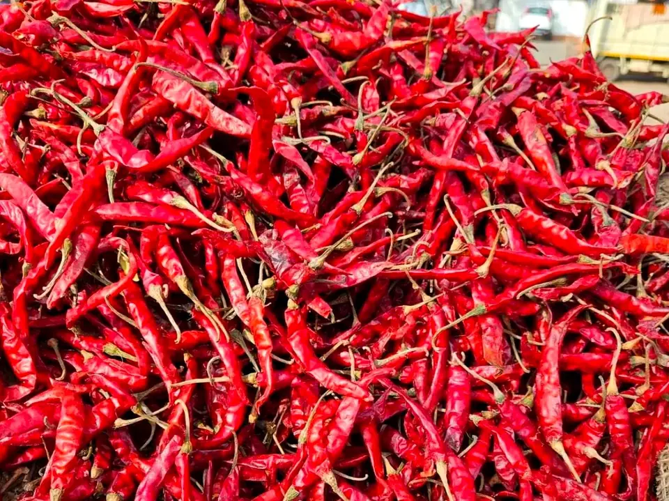 Heap of bright red Teja S17 dried chillies at a market yard