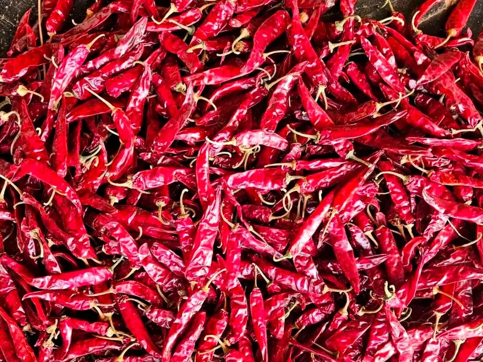 Glossy red C5 Sannam dried chillies on a dark surface
