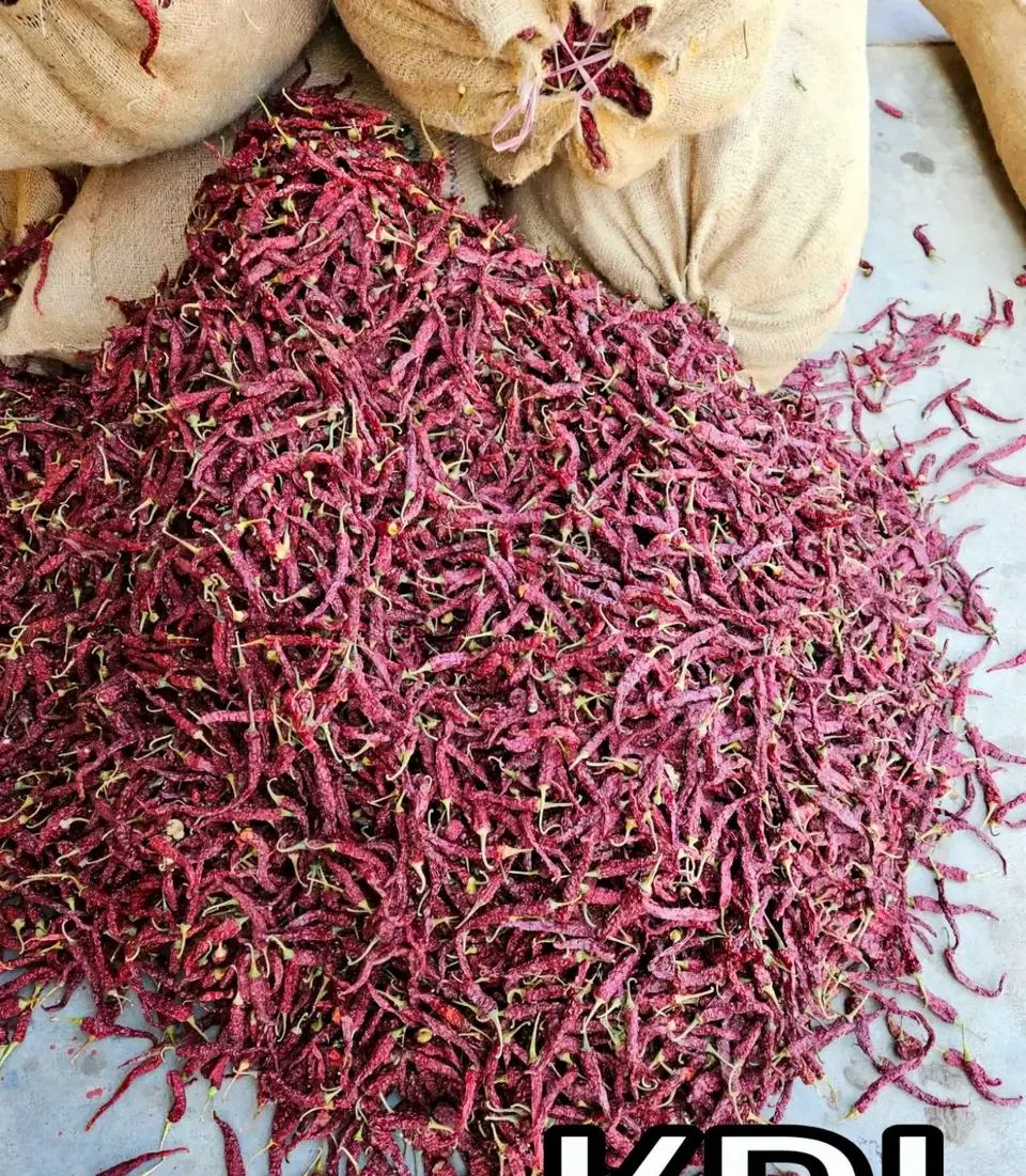 KDL Kaddi long dried red chillies heaped beside jute sacks