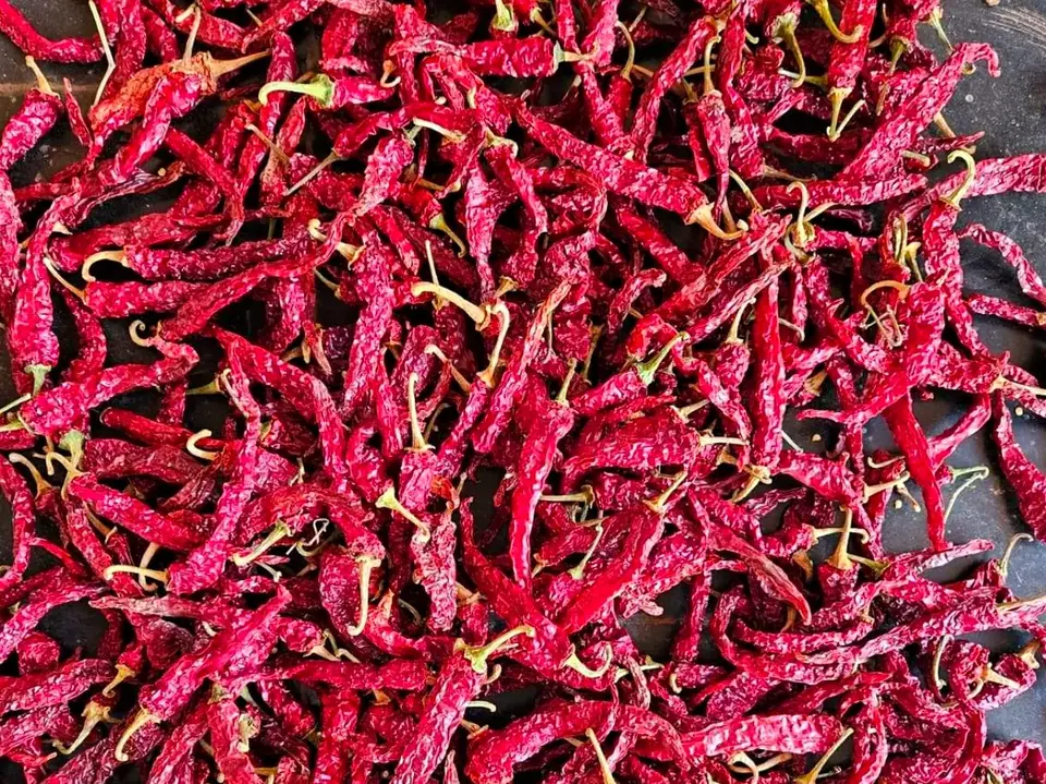 Dried Byadgi 2043 red chillies with wrinkled deep maroon skin