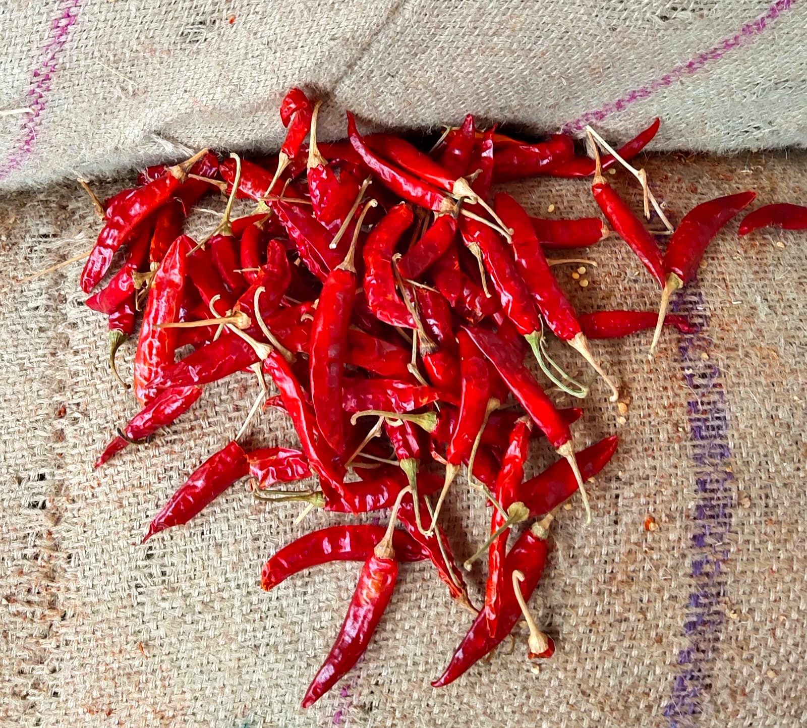 Sanam 334 Long slender bright red Sanam 334 dried chillies on a jute sack