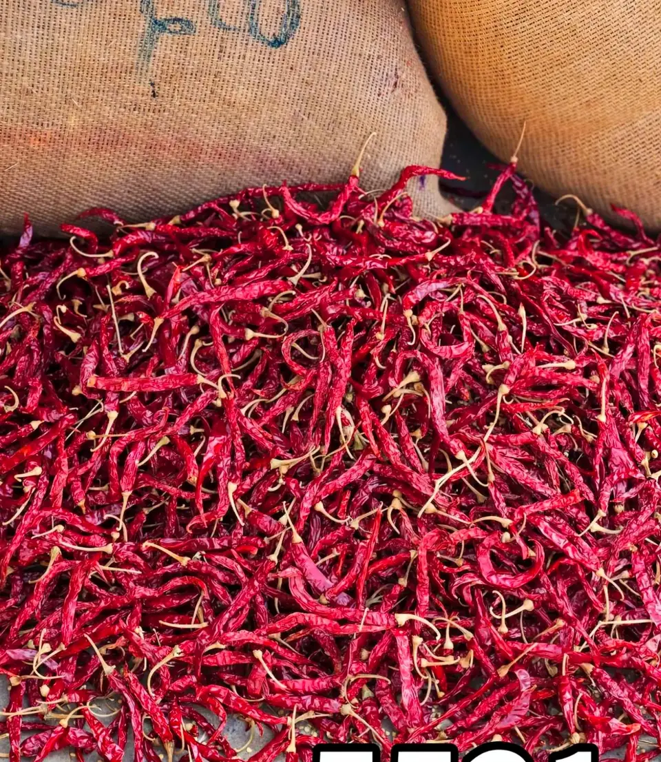 Rows of filled jute bags of 5531 red chilli ready for bulk export dispatch Rows of filled jute bags of 5531 red chilli ready for bulk export dispatch