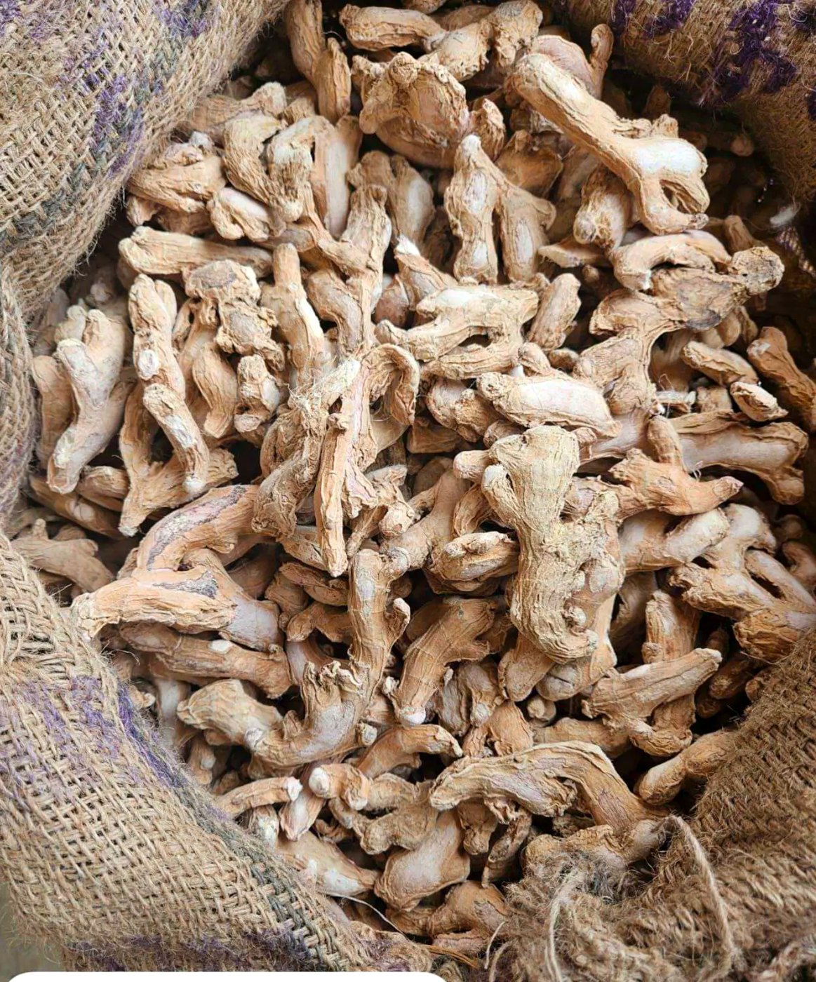 Lot sample - sonth ready for dispatch Close view of dry ginger sonth filling a jute bag ready for dispatch