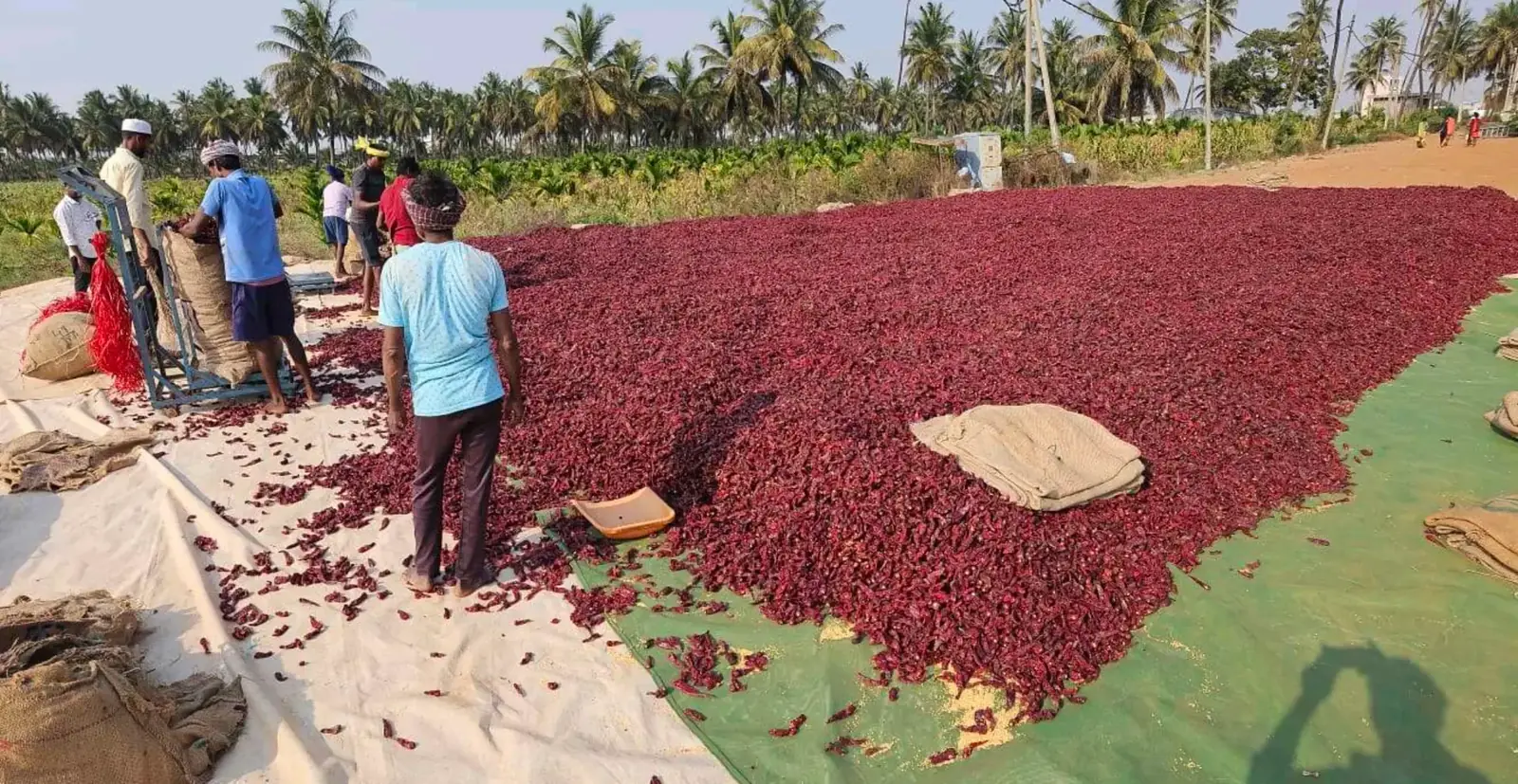 Workers spreading dried red chillies from jute sacks across the sun-drying yard