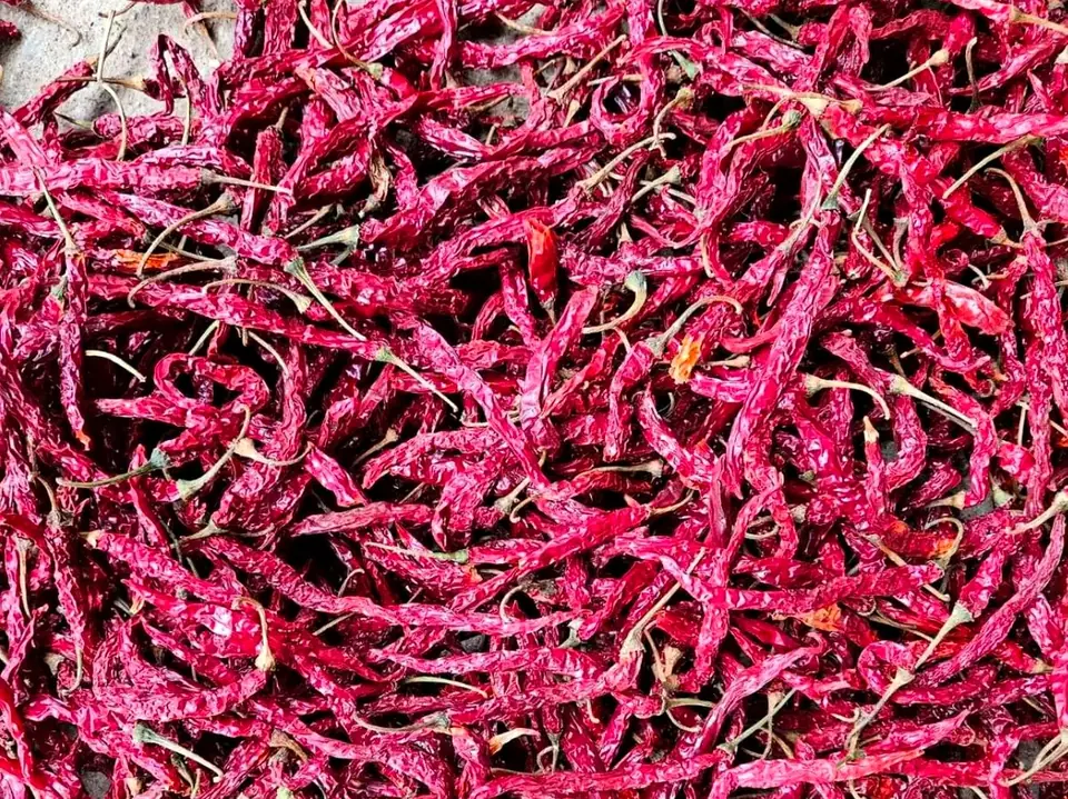 Dried 5531 red chillies spread on a drying floor