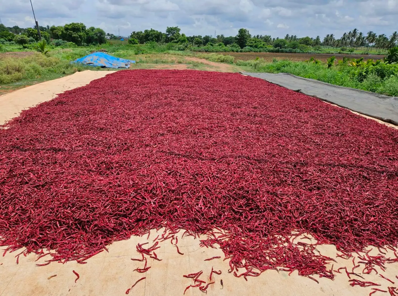 Wide view of red chillies laid out to dry on the concrete drying platform