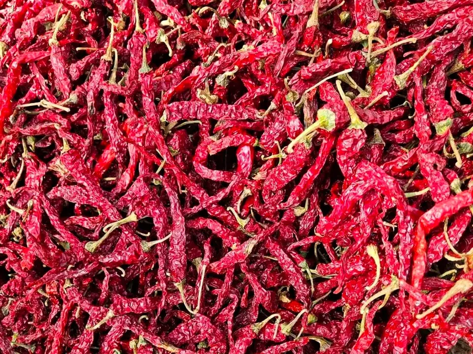 Dense mass of Garuda dried red chillies with slim wrinkled pods