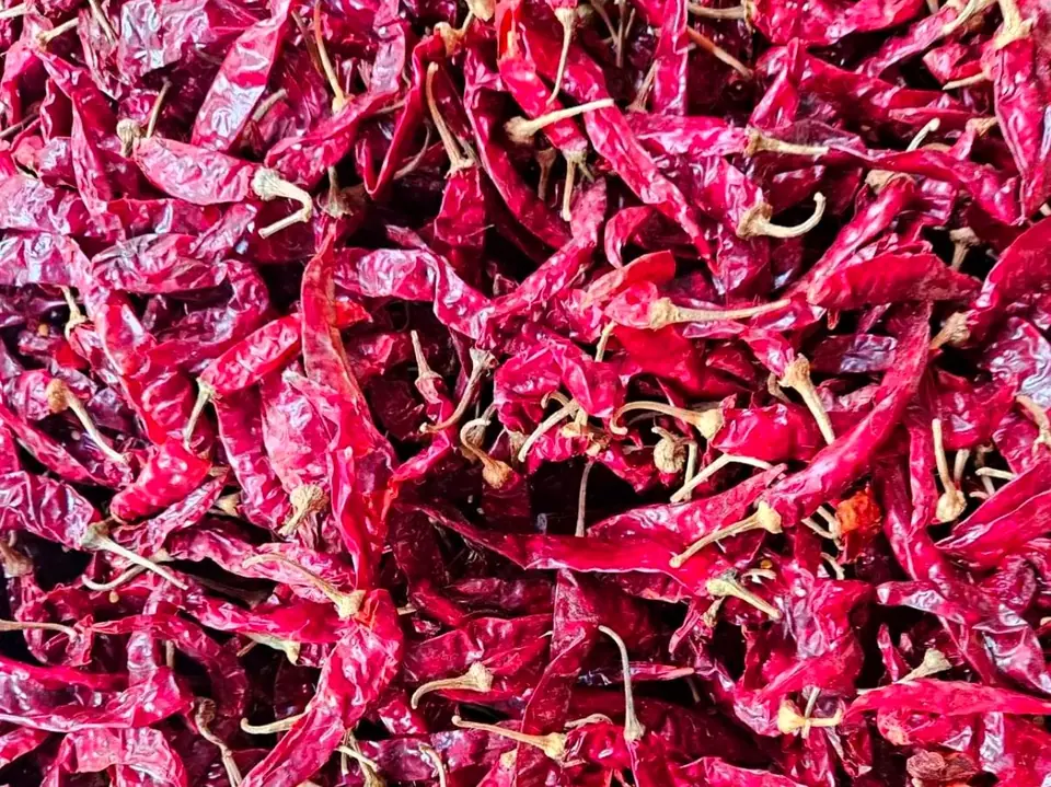 Broad wrinkled Dabbi type dried red chillies