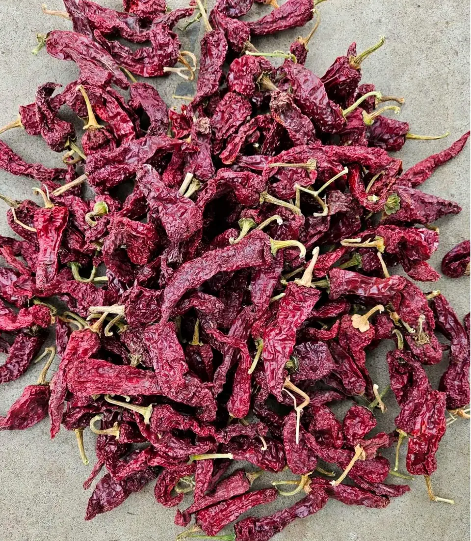 Dabbi Kashmiri dried red chillies with thick wrinkled deep maroon pods