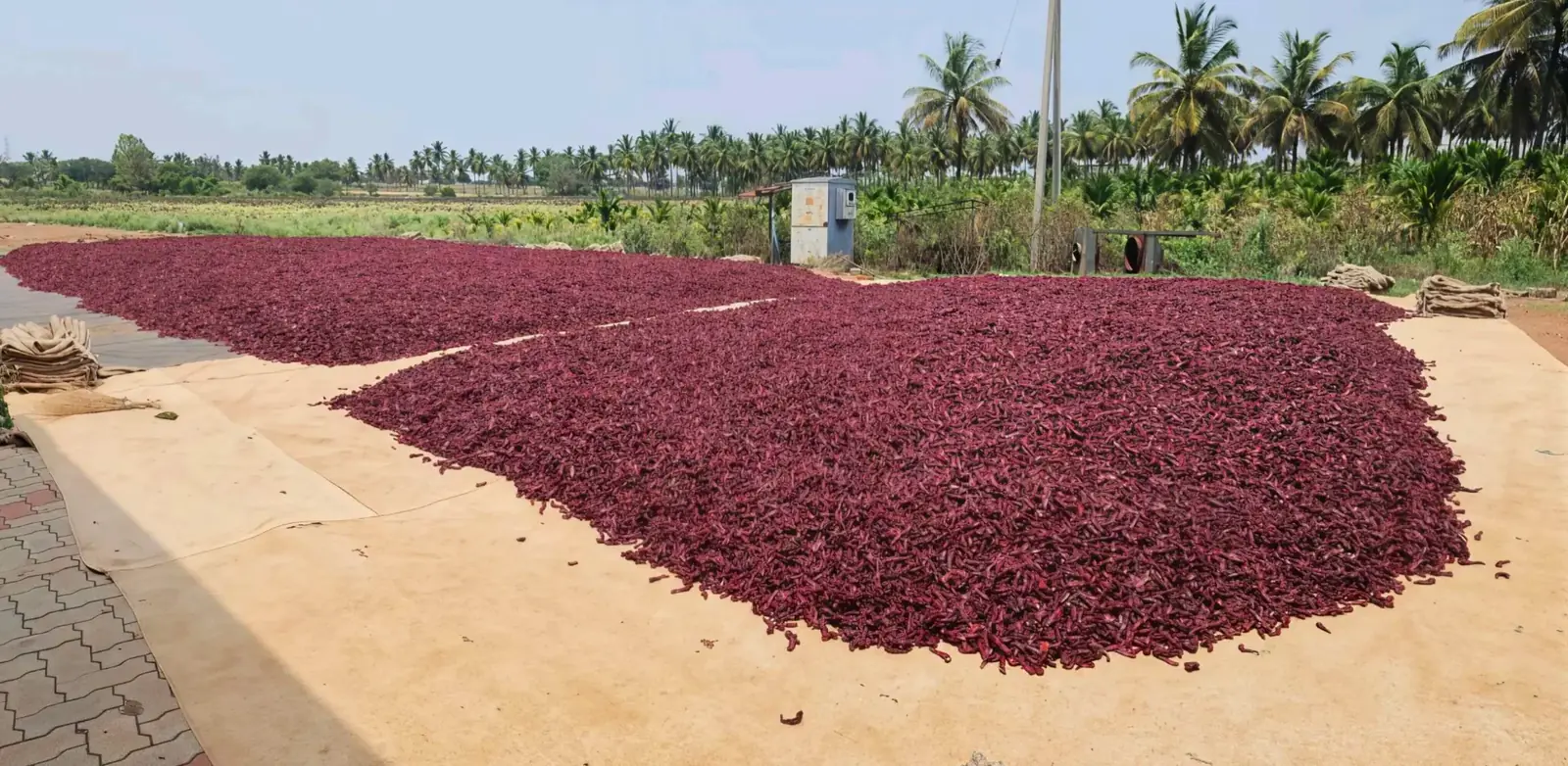 Two separate chilli lots kept apart on the drying yard for traceability